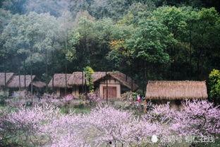 桃花源在线观看,在线探寻世外桃源的奇幻之旅