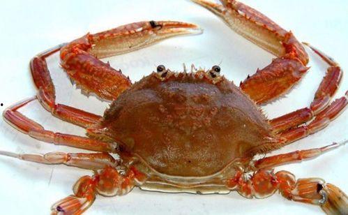 螃蟹走路视频,视频揭秘海洋生物的陆地漫步