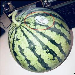 山东潍坊网红吃瓜,一场舌尖上的美食盛宴