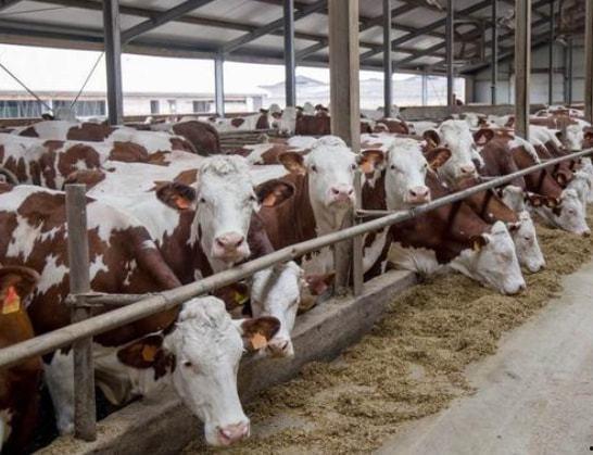 牛拉稀视频,视频揭示养殖场常见问题及应对策略